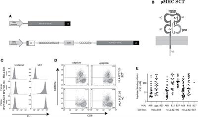 Intrinsic Folding Properties of the HLA-B27 Heavy Chain Revealed by Single Chain Trimer Versions of Peptide-Loaded Class I Major Histocompatibility Complex Molecules